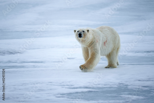Curious polar bear approaches our ship the MS Stockholm in Svalbard, Norway
