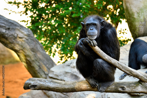 Fototapeta Naklejka Na Ścianę i Meble -  Chimpancé (Pan troglodytes) en postura pensativa 