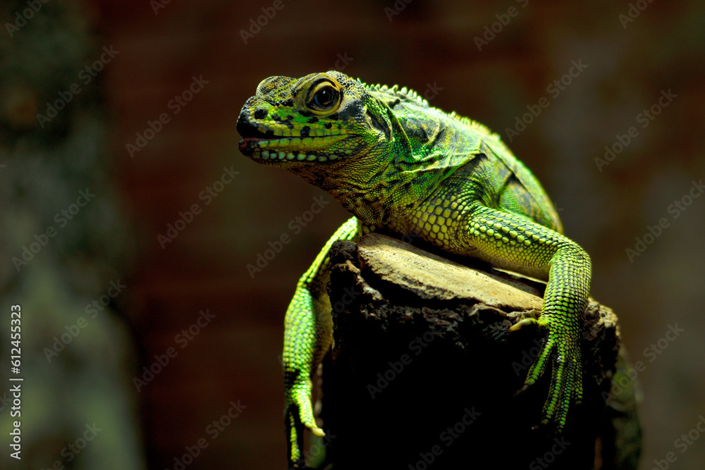 Fototapeta premium Camaleón pantera (Furcifer pardalis)