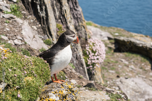 Papageientaucher an Felswand