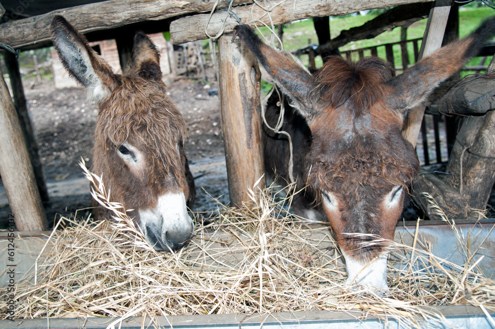 Two adorable haired donkeys eating in the stall. Two adorable haired donkeys eating in the stall.