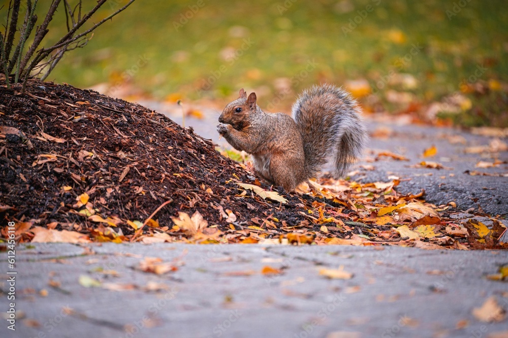 Cute squirrel in the park on the blurred background on a sunny autumn day Cute squirrel in the park on the blurred background on a sunny autumn day