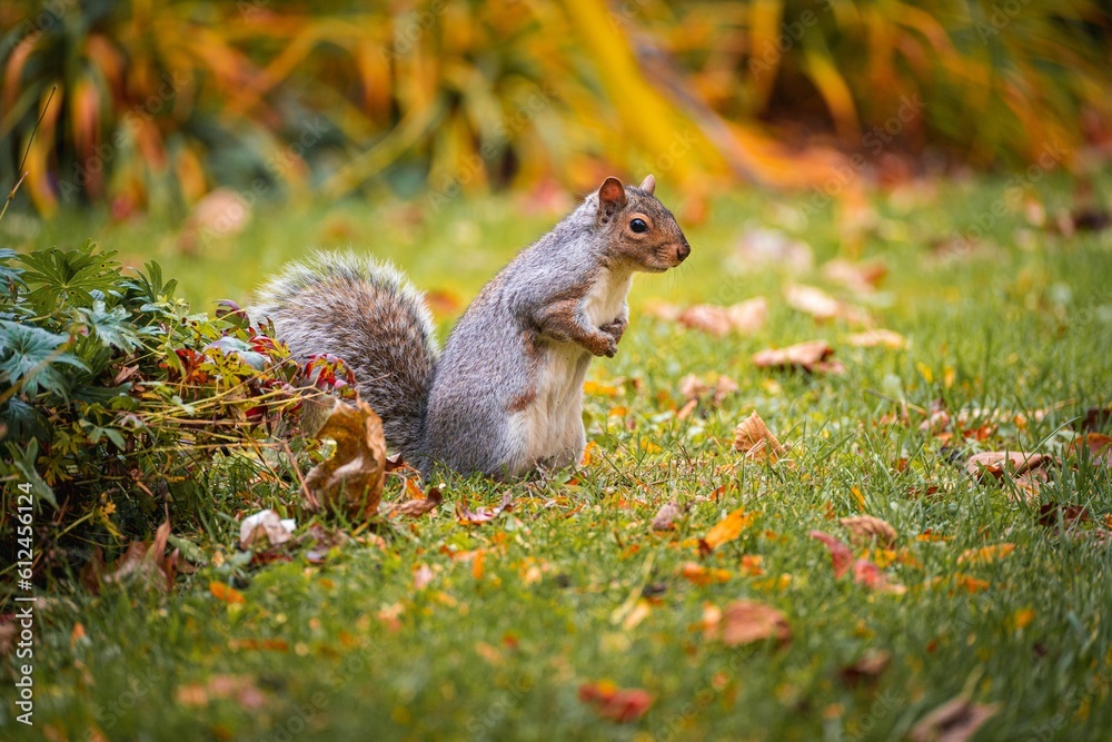 Cute squirrel in the park on the blurred background on a sunny autumn day Cute squirrel in the park on the blurred background on a sunny autumn day