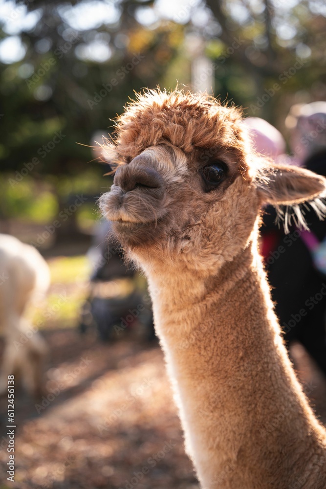 Closeup shot of a cute brown Alpaca (Vicugna pacos) at a farm on the sunny blurred background