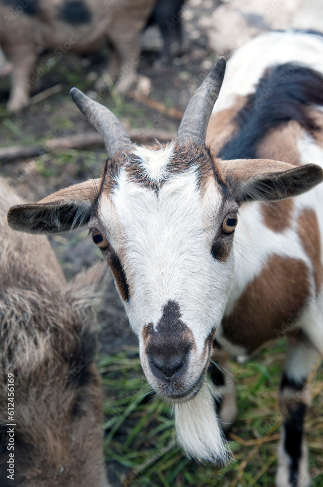 Face of a spotty and bearded goat together other grazing goats. Face of a spotty and bearded goat together other grazing goats.