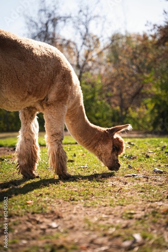 Vertical shot of a cute brown Alpaca  Vicugna pacos  grazing at a farm on a sunny day