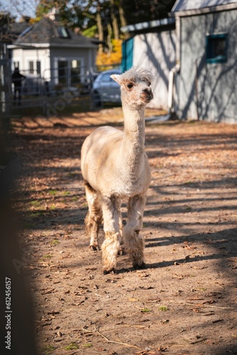 Vertical shot of a cute brown Alpaca  Vicugna pacos  at a farm on the sunny blurred background