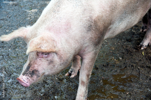 Face of a Large White breed pig in the pigsty. photo