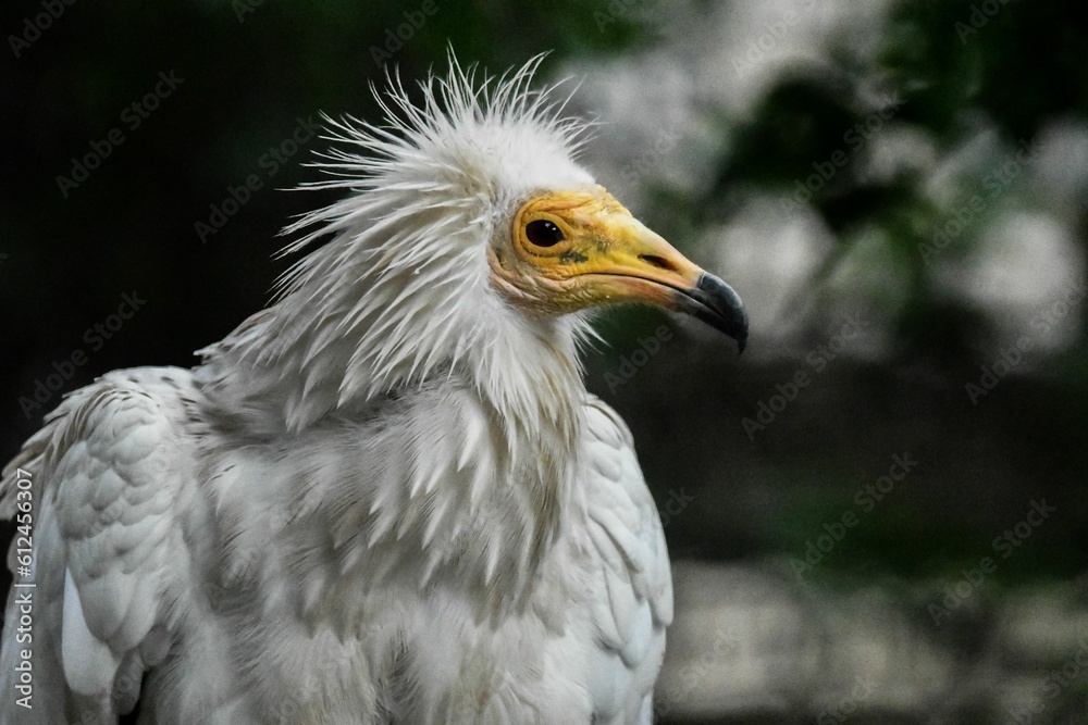 Head of Egyptian vulture (Neophron percnopterus) Head of Egyptian vulture (Neophron percnopterus)