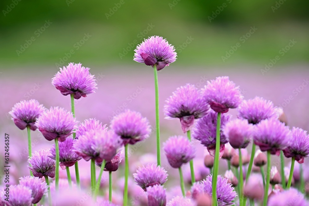 Landscape with purple chives flowers. Summer sunny day with sun, blue sky and colorful nature background. Landscape with purple chives flowers. Summer sunny day with sun, blue sky and colorful nature background.