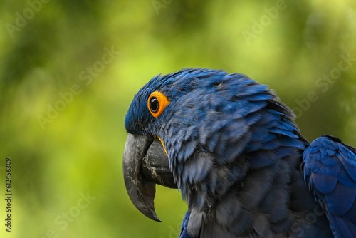 Head of hyacinth macaw (Anodorhynchus hyacinthinus)