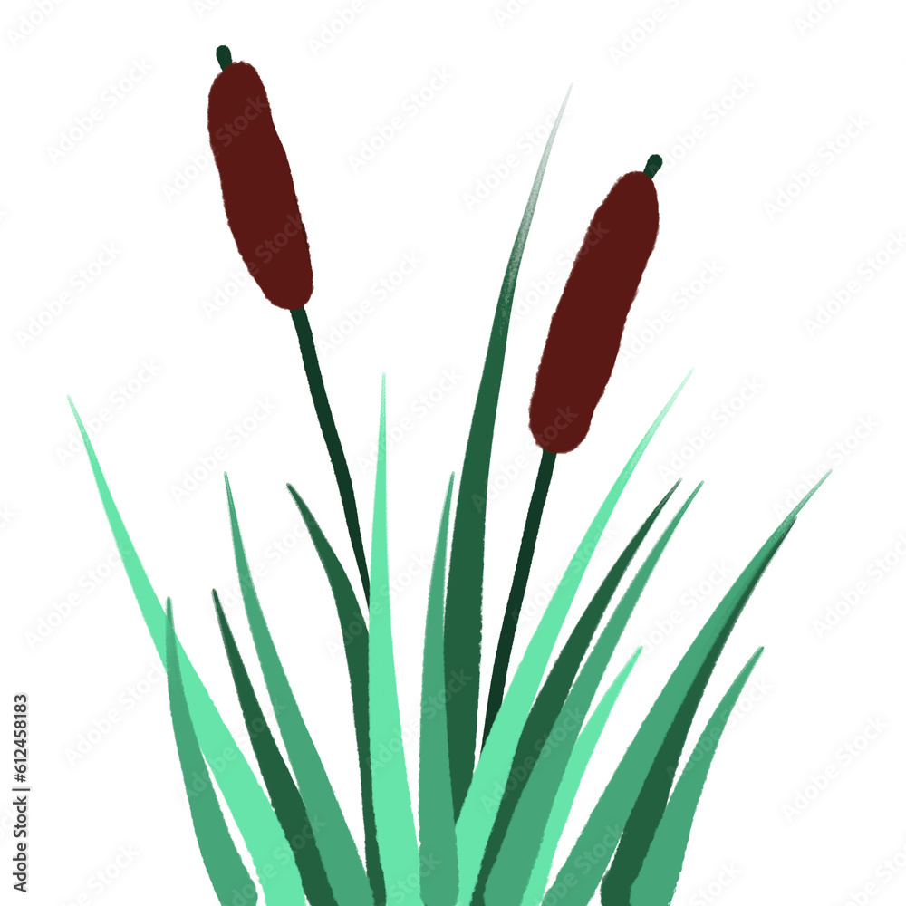 Cattail grass Cattail grass