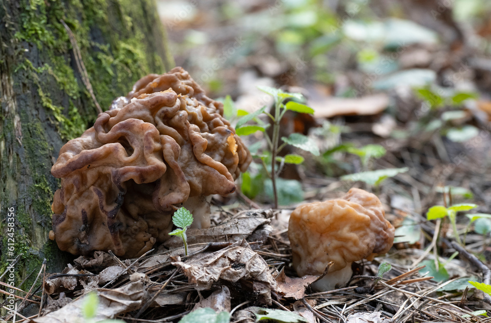 Spring Mushroom growing in the forest on a mossy tree. Spring Mushroom growing in the forest on a mossy tree.