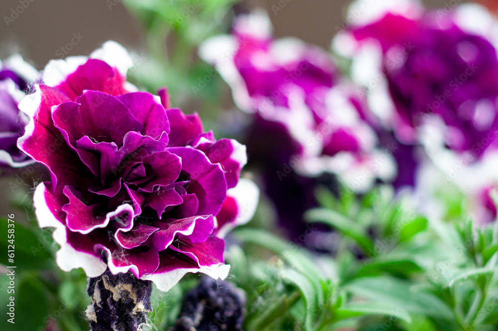 A flower or a fragment of a summer flower on a green background of a flower bed. A flower or a fragment of a summer flower on a green background of a flower bed.