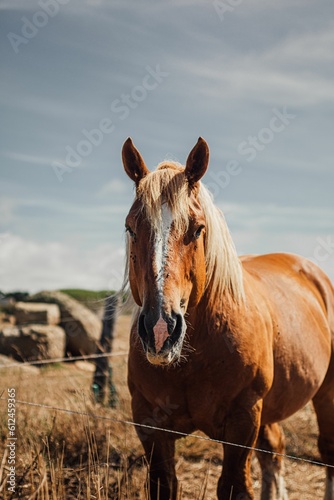 Vertical portrait of a brown horse behind a fence in a field © Mathieu Gallon/Wirestock Creators