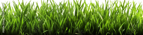 Vibrant Freshness: High-Resolution Image of Isolated Fresh Green Grass