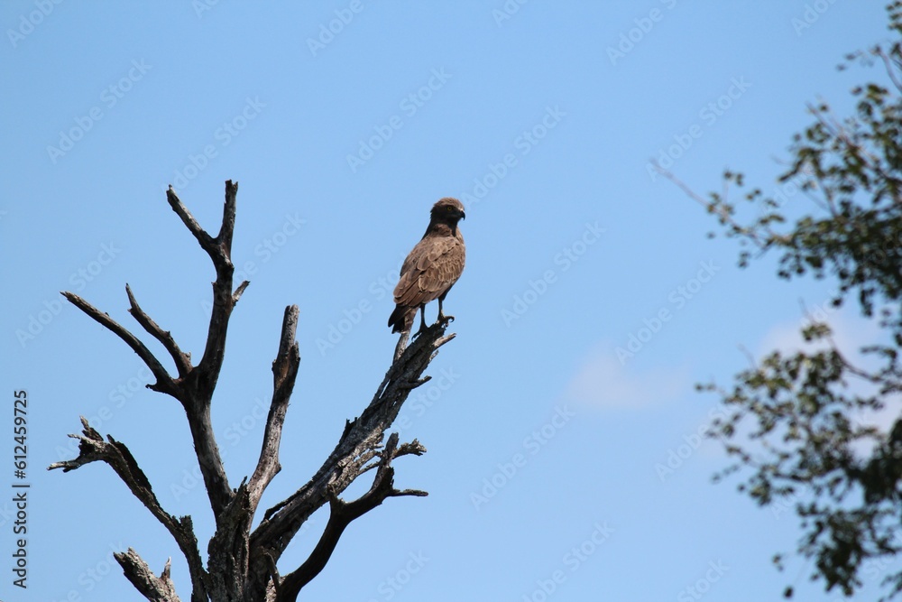 Selective focus of a brown snake eagle (Circaetus cinereus) perched on a tree branch Selective focus of a brown snake eagle (Circaetus cinereus) perched on a tree branch