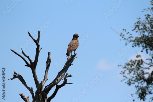 Selective focus of a brown snake eagle (Circaetus cinereus) perched on a tree branch