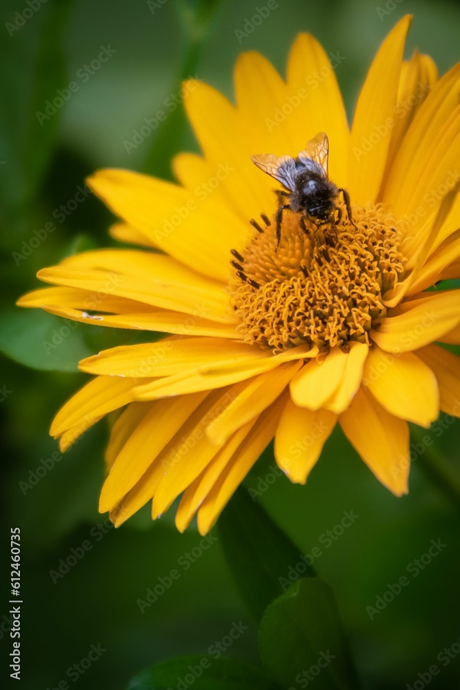 Vertical shot of a small honeybee near rough oxeye