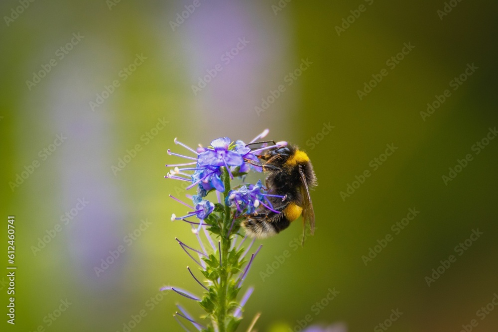 Closeup shot of a small honeybee near the blue flower Closeup shot of a small honeybee near the blue flower