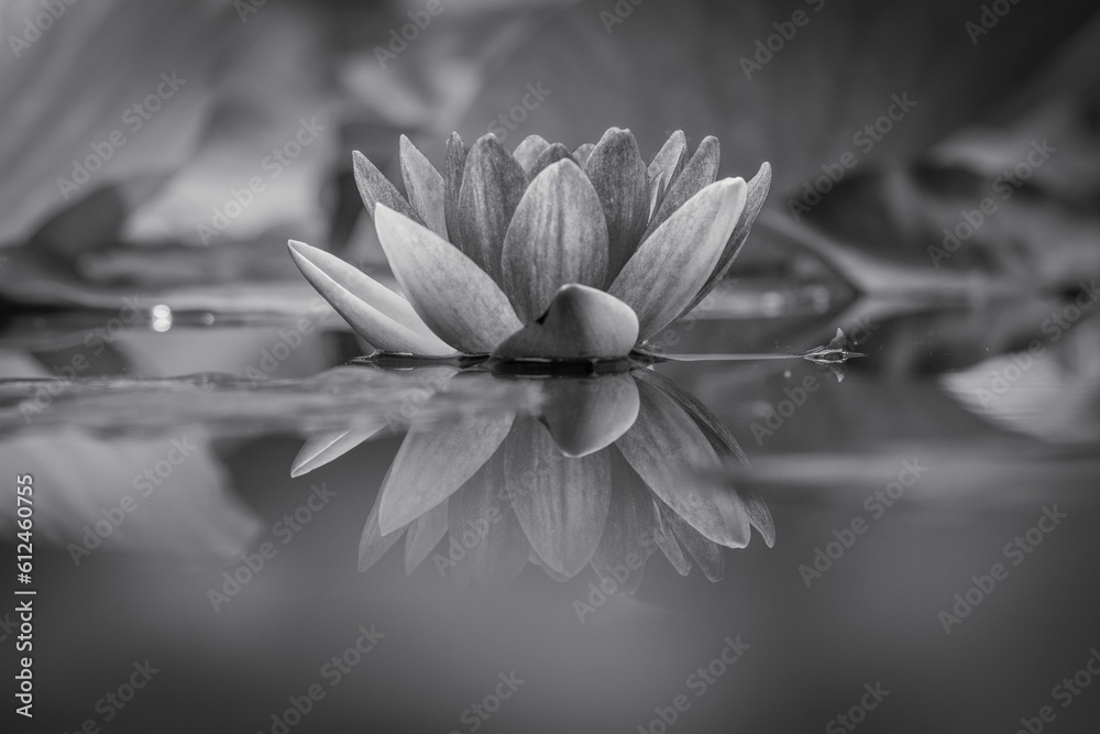 Closeup shot of a sacred lotus growing in the pond