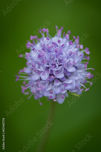 Vertical shot of succisella blossoming in the garden photo