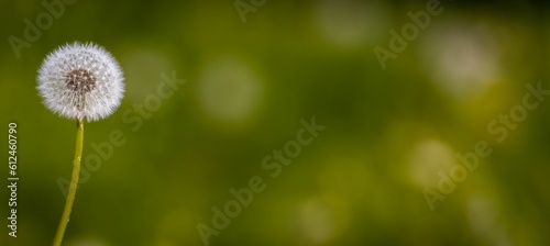 Selective focus shot of the common dandelion flower in the field with blur background
