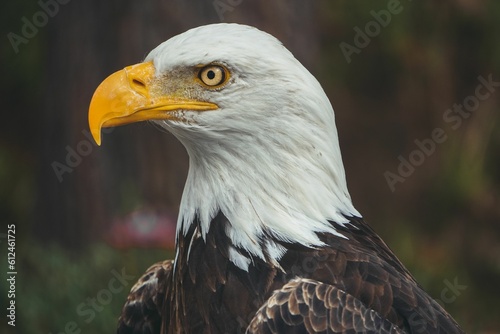 Closeup of a beautiful Bald eagle in a forest with blurred background