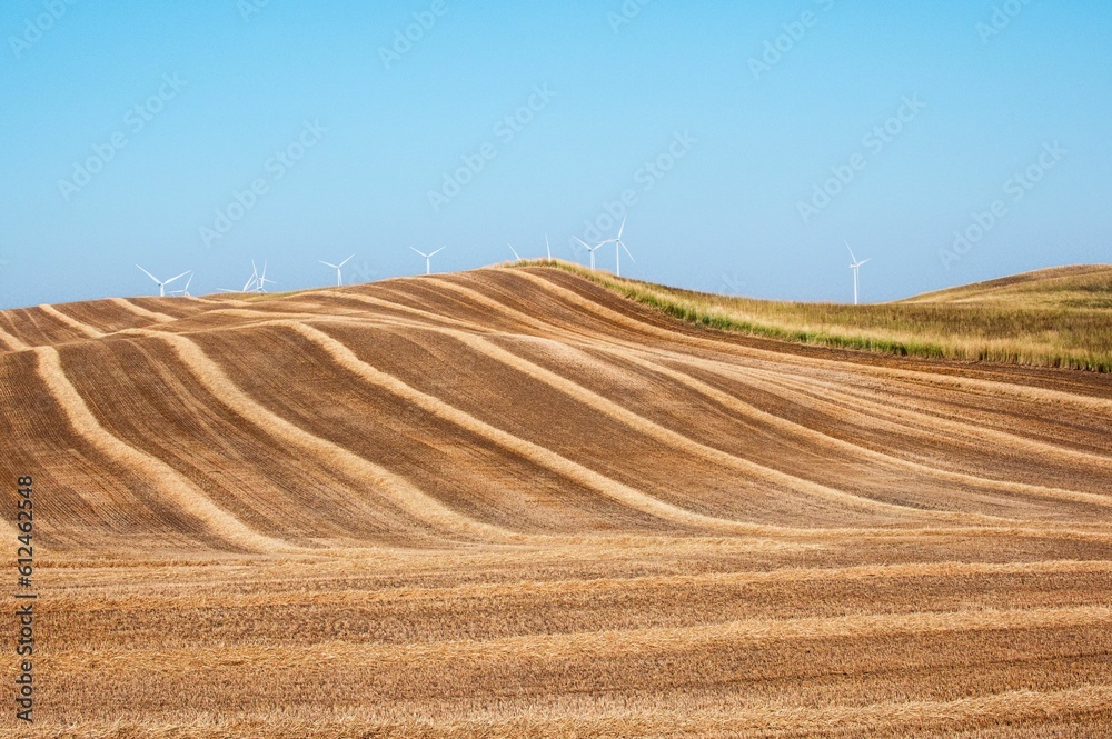 Fototapeta premium Beautiful view of wind turbines on a wheat field during a sunset