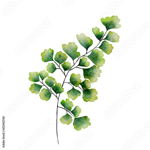 Watercolor maidenhair fern.Green plants illustration.Hand-drawn botanical isolated background
