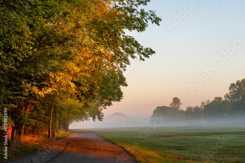 Road surrounded by trees and green grass on a foggy day in the morning