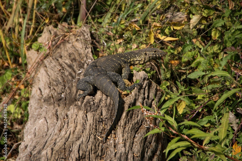Closeup of a Spotted Monitor perched on a tree trunk Closeup of a Spotted Monitor perched on a tree trunk
