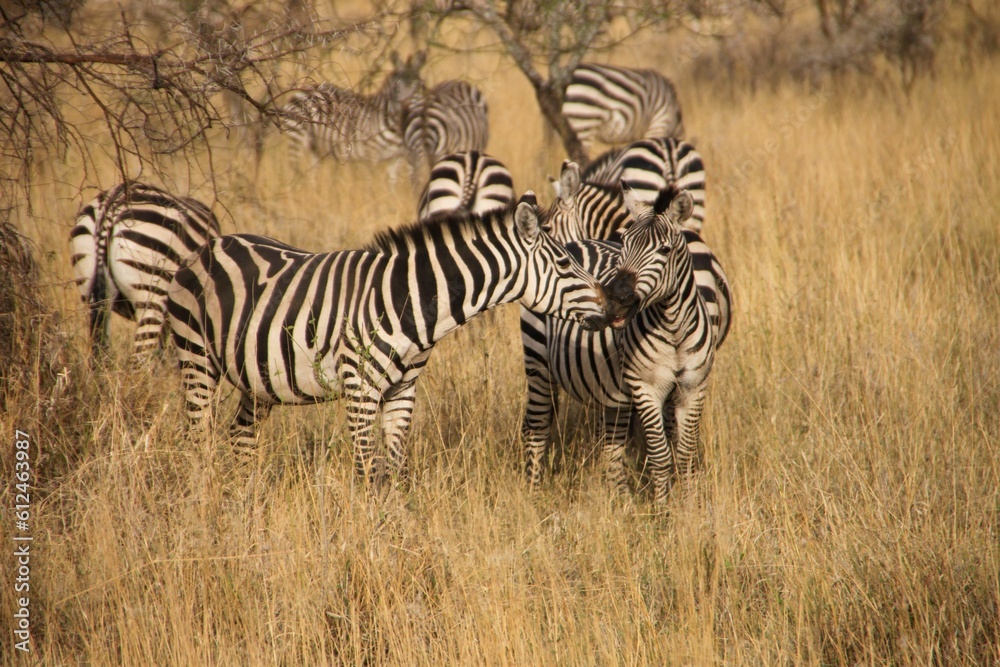 Closeup of a group of zebras in a yellow field Closeup of a group of zebras in a yellow field