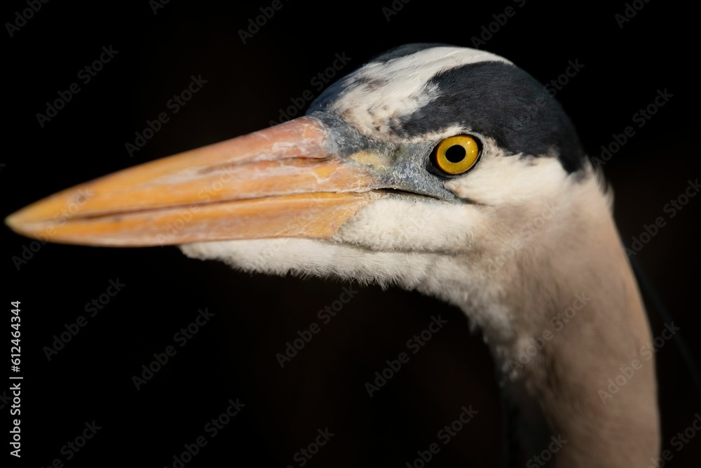 Closeup shot of a great blue heron against a black background.