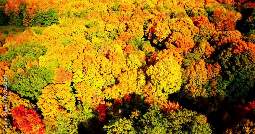 Aerial view of the tall colorful autumn trees on a sunny day Aerial view of the tall colorful autumn trees on a sunny day