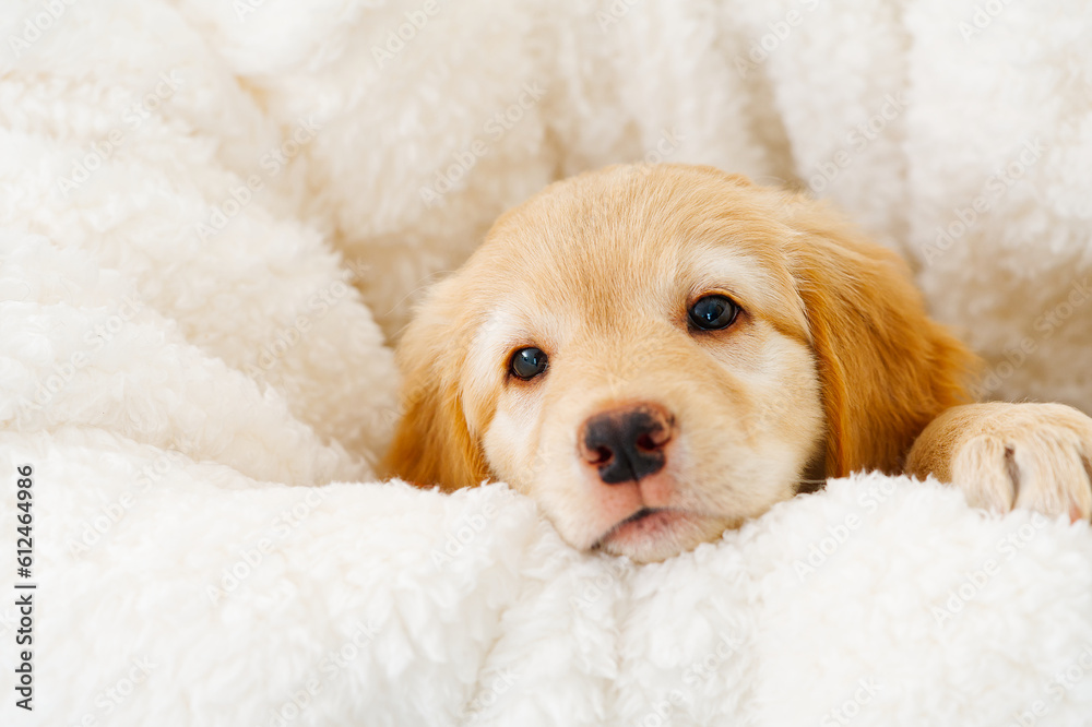 A portrait of a cute puppy. Golden Retriever puppy. cute young puppy. purebred puppies. Hovawart. adorable Golden puppy A portrait of a cute puppy. Golden Retriever puppy. cute young puppy. purebred puppies. Hovawart. adorable Golden puppy