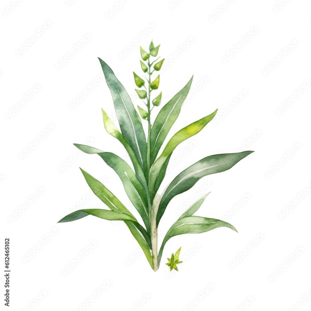 Obraz premium Cute botanical watercolor plant. Illustration AI Generative.