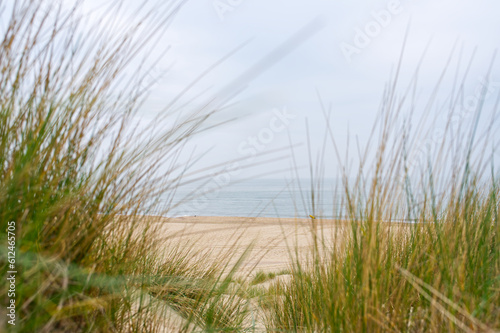 Fototapeta Naklejka Na Ścianę i Meble -  Beach view from the path sand between the dunes at Dutch coastline. Marram grass, Netherlands. The dunes or dyke at Dutch north sea coast