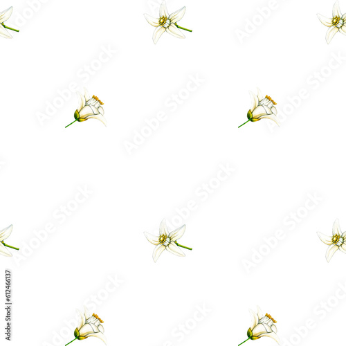 Watercolor seamless pattern illlustration of white flowers lemon on transparent background for design. Clipart objects yellow citrus fruits for design and decoration  package  cards