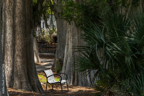 Peaceful scene of a bench in the park