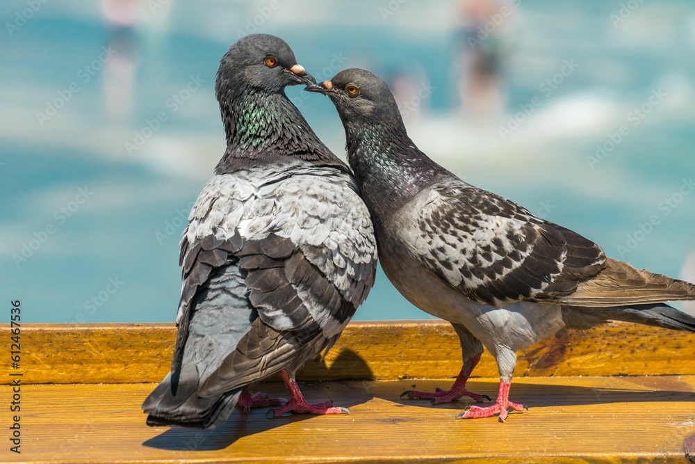 Closeup of two Feral pigeons kissing standing on wooden bench Closeup of two Feral pigeons kissing standing on wooden bench