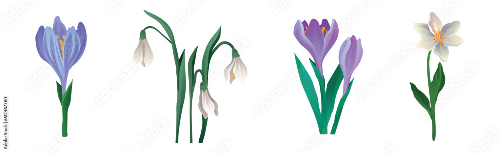 Colorful Lush Flower Buds and Blossom on Green Stem Vector Set