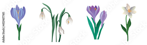 Colorful Lush Flower Buds and Blossom on Green Stem Vector Set