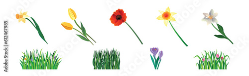 Tufts of Green Fresh Grass with Blooming Flowers as Nature Element Vector Set