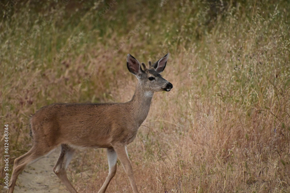 deer in the woods