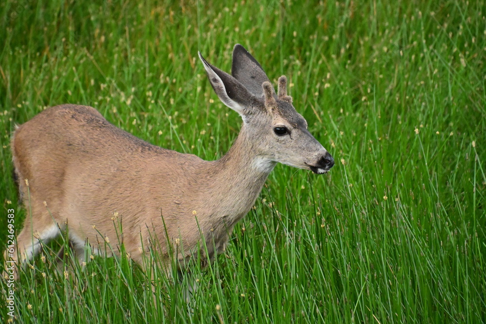 deer in grass