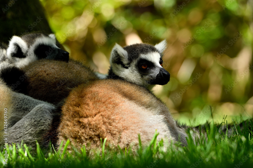 Obraz premium Lémur de cola anillada (Lemur catta)