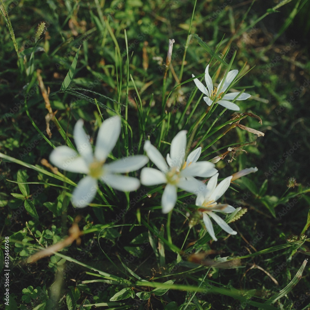 Bush of flowering Ornithogalum in the woods Bush of flowering Ornithogalum in the woods