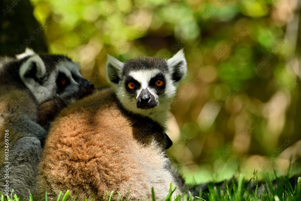 Obraz premium Lémur de cola anillada (Lemur catta)