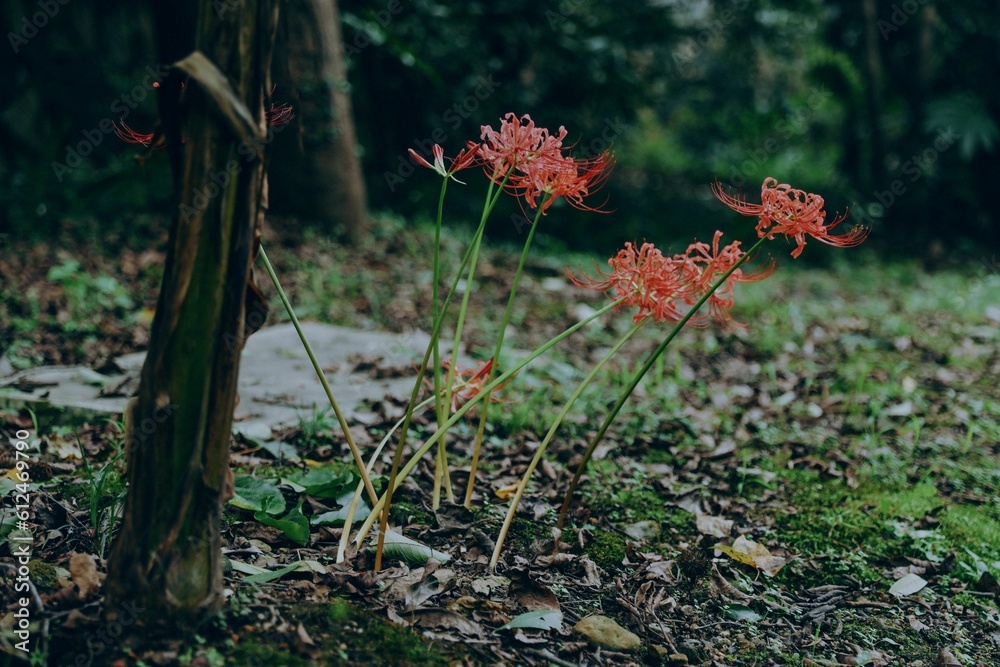 Selective focus of Red spider lily on a dry grass Selective focus of Red spider lily on a dry grass